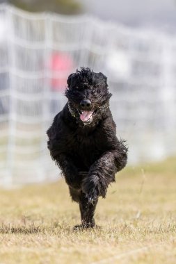 Dev Schnauzer Koşu Pistinde Koşan Hızlı Köpek Sporu