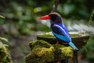 Javan Kingfisher Yogyakarta 'da görüldü.