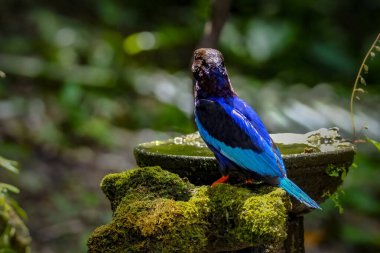 Javan Kingfisher Yogyakarta 'da görüldü.