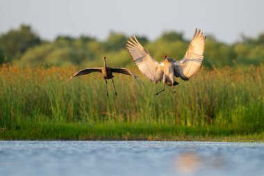 İki Kum Tepesi Turnası Güneş Altında Sulak Arazi Üzerinde Zarifçe süzülüyor