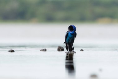 Suda Yansımalarla Duran Yaygın Grackle