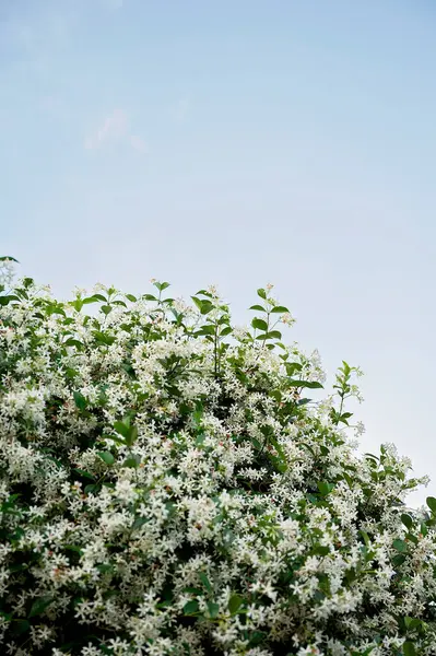 Beyaz yasemin çiçekleri masmavi bir gökyüzüne doğru çiçek açıyor.