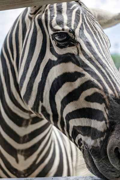 Up close to Zebra head at wildlife park