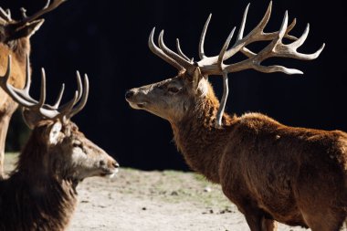 Two red deer stags with antlers at Wildpark,Kitzbhel clipart