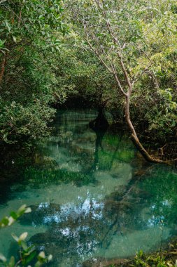 Thapom Klong Song Nam 'da Mangrove ve Kristal berrak su, Krabi,