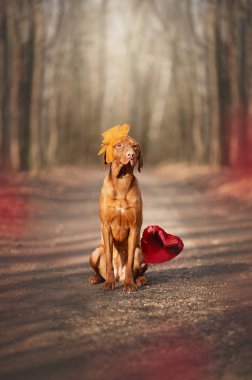 Portre - Macar çoban köpeği. Sevgililer Günü.