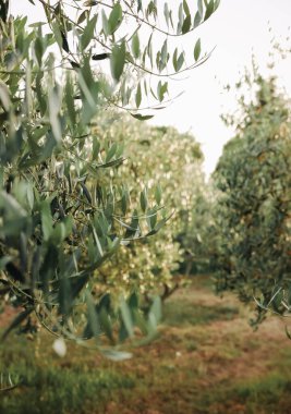 Zeytin bahçesinde güneşli bir sabah