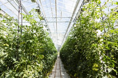 Güneşli bir seranın içinde domates bitkileri uzuyor.