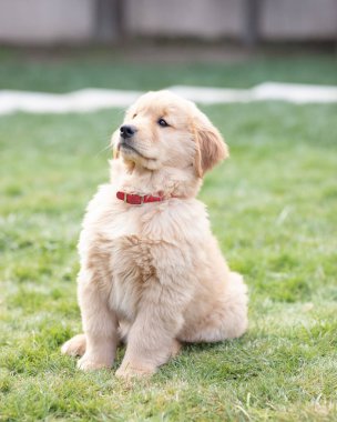 Golden Retriever köpek yavrusu çimlerin üzerinde oturmuş,