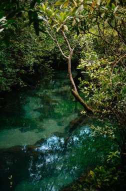 Thapom Klong Song Nam 'da Mangrove ve Kristal berrak su, Krabi,
