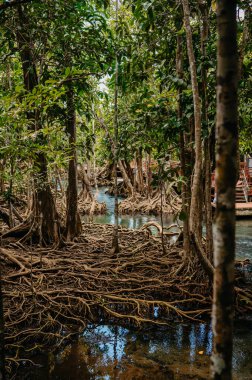 Krabi, Tayland 'daki Mangrovlar, Thapom Klong Song Nam