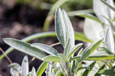 M.Ö. Kelowna 'da güneş ışığında yetişen taze adaçayı yaprakları..