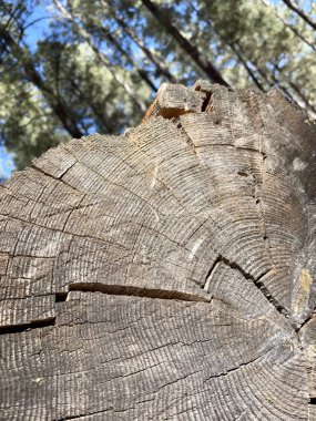 Çatlamış bir ağaç kütüğünün yakın plan çekiminde ormanda görünür büyüme halkaları var.