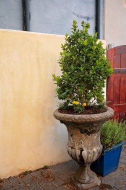 Yeşillik ve çiçeklerle yıpranmış bir taş ekicisi.