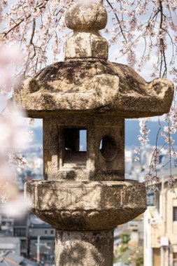 Baharda Japon fenerini çerçeveleten kiraz çiçeği.