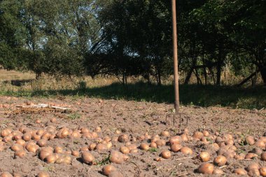 Patates topluyorum. Çiftçi tarlasında taze patates.