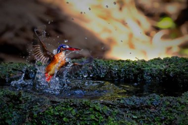 Gölette mavi kulaklı Kingfisher (Alcedo meninting)