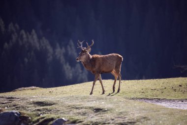 Wildpark Kitzbhel, Tyrol 'da geyik gün ışığında yürüyor