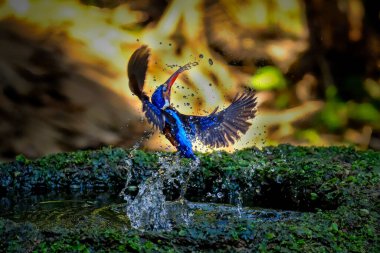 Gölette mavi kulaklı Kingfisher (Alcedo meninting)