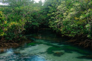 Thapom Klong Song Nam 'da Mangrove ve Kristal berrak su, Krabi,