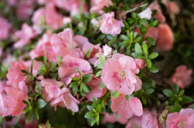 Yeşil yapraklarla çiçeklenmiş pembe açelya çiçeklerine yakın çekim