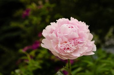 Yeşil ve fuşya yapraklı soluk pembe şakayık çiçeği