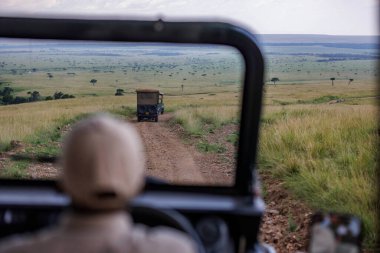 Bir safari rehberi Kenya 'nın Masai Mara Ulusal Rezervi' nde bir jip kullanıyor..