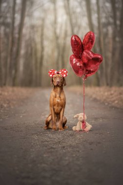 Portre - Macar çoban köpeği. Sevgililer Günü.