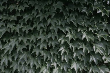yeşil yaprakların bir duvar