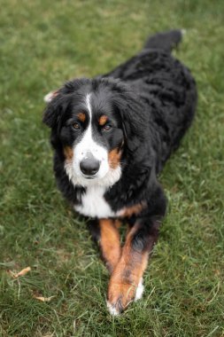 Bernese Dağ Köpeği sakin bir ifadeyle çimlerin üzerinde yatıyor..