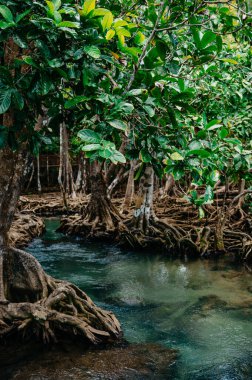 Thapom Klong Song Nam 'da Mangrove ve Kristal berrak su, Krabi,