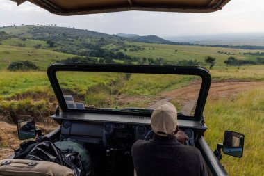 Bir safari rehberi Kenya 'nın Masai Mara Ulusal Rezervi' nde bir jip kullanıyor..