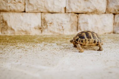 Taş bir duvarın yanında yürüyen bir kaplumbağa.