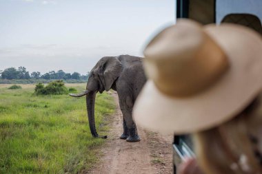 Bir dişi turist Kenya 'nın Masai Mara' sında büyük bir fili izliyor..