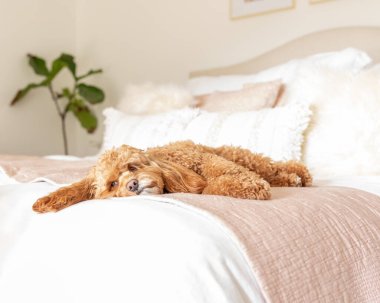 Tüylü kahverengi köpek beyaz bir yatağa uzanıyor.