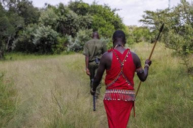 Kenya 'nın Masai Mara bölgesindeki Masai kabilesi üyesi ve park korucusu..