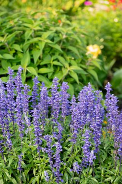Lavanta çiçekleri yemyeşil bir bahçede açar.