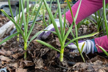 Eldivenli eller genç sarımsak bitkilerinden kuru yaprak gübresi temizliyor..