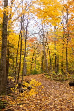 Sonbaharda orman boyunca sarı ve turuncu yapraklarla yol
