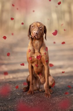 Portre - Macar çoban köpeği. Sevgililer Günü.