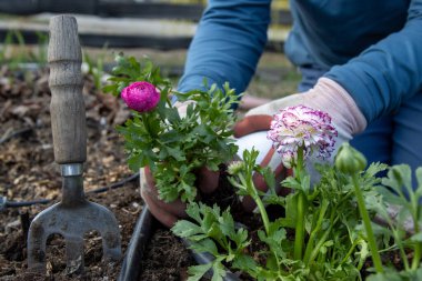 Arka bahçedeki bahçe yatağına ranunculus tohumu eken eller..