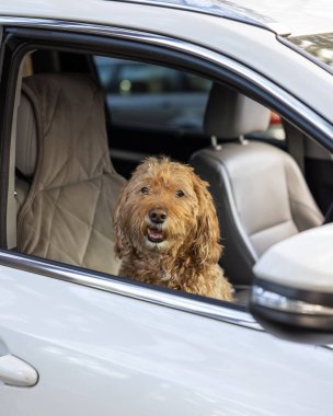 Labrador köpeği arabada oturup pencereden dışarı bakıyor.