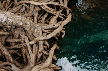 Krabi 'deki Kristal Su' da Mangrove Kökleri, Thapom Klong Song Nam