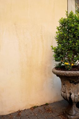 Dokulu bir sıva duvarına karşı yeşillikli yıpranmış bir taş ekicisi.