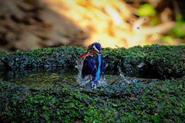 Gölette mavi kulaklı Kingfisher (Alcedo meninting)
