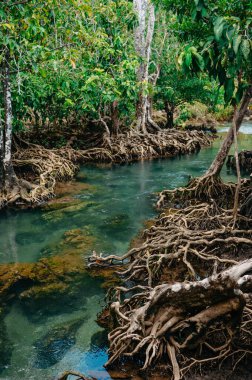 Thapom Klong Song Nam 'da Mangrove ve Kristal berrak su, Krabi,