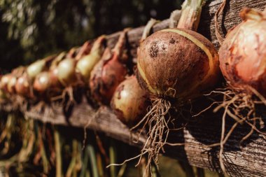 Soğan Hasadı - Depodan önce soğanı kurutmak