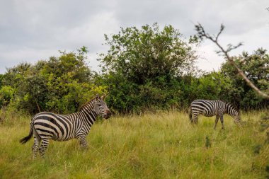 Bir çift zebra Kenya 'nın Masai Mara' sında otluyor..