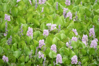 Su sümbülü (Pontederia crassipes) Tayland 'da bir su yolunu kapatıyor