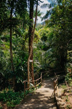 Thapom Klong Song Nam 'da Tropikal Orman Yolu, Krabi, Tayland